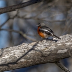 Petroica phoenicea (Flame Robin) at Bimberi, NSW - 17 Nov 2021 by trevsci