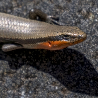 Acritoscincus platynotus (Red-throated Skink) at Corin Reservoir - 18 Nov 2021 by trevsci