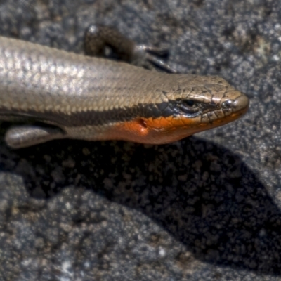 Acritoscincus platynotus (Red-throated Skink) at Cotter River, ACT - 18 Nov 2021 by trevsci