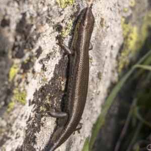 Pseudemoia entrecasteauxii at Cotter River, ACT - 17 Nov 2021