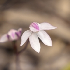 Caladenia alpina at Cotter River, ACT - 17 Nov 2021