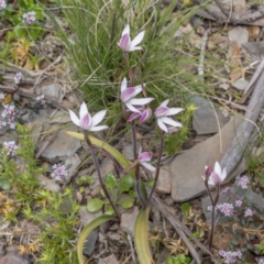 Caladenia alpina at Cotter River, ACT - 17 Nov 2021