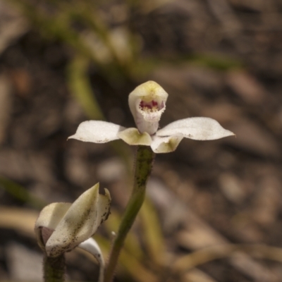 Caladenia alpina (Mountain Caps) at Cotter River, ACT - 17 Nov 2021 by trevsci