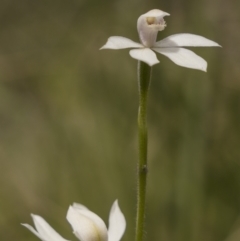 Caladenia alpina at Cotter River, ACT - 17 Nov 2021