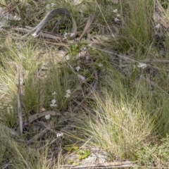 Caladenia alpina at Cotter River, ACT - 17 Nov 2021