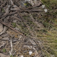 Caladenia alpina at Cotter River, ACT - 17 Nov 2021