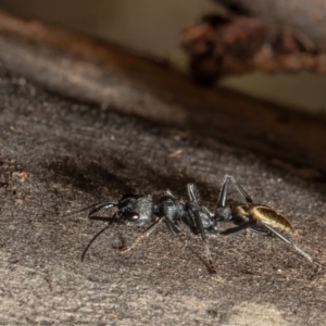 Myrmecia piliventris at Molonglo Valley, ACT - 18 Nov 2021