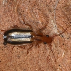 Demetrida vittata (Demetrida vittata) at Molonglo Valley, ACT - 14 Nov 2021 by jb2602