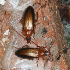 Euomma lateralis (Comb-clawed beetle) at Molonglo River Reserve - 14 Nov 2021 by jbromilow50