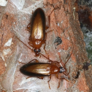 Euomma lateralis at Molonglo Valley, ACT - 15 Nov 2021 10:20 AM