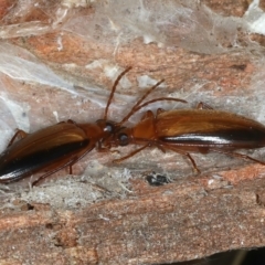 Euomma lateralis at Molonglo Valley, ACT - 15 Nov 2021 10:20 AM