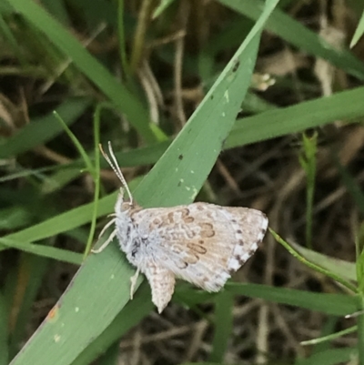 Lucia limbaria (Chequered Copper) at Garran, ACT - 18 Nov 2021 by Tapirlord