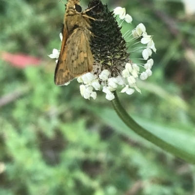 Ocybadistes walkeri (Green Grass-dart) at Lyneham, ACT - 19 Nov 2021 by Tapirlord