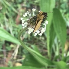 Ocybadistes walkeri at Lyneham, ACT - 19 Nov 2021 03:09 PM