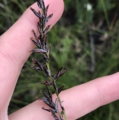 Schoenus melanostachys (Black Bog-rush) at Bundanoon, NSW - 14 Nov 2021 by Tapirlord