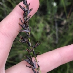 Schoenus melanostachys (Black Bog-rush) at Bundanoon, NSW - 13 Nov 2021 by Tapirlord