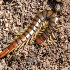 Cormocephalus aurantiipes (Orange-legged Centipede) at Lower Molonglo - 3 Nov 2021 by SWishart