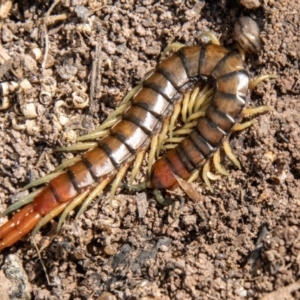 Cormocephalus aurantiipes at Stromlo, ACT - 3 Nov 2021