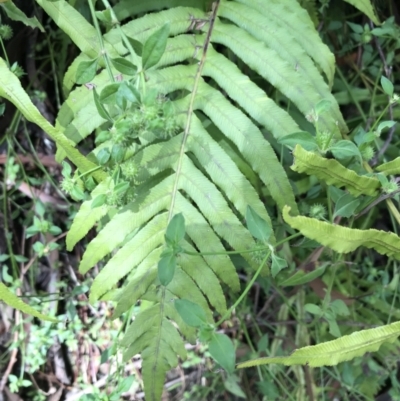 Blechnum cartilagineum (Gristle Fern) at Bundanoon, NSW - 14 Nov 2021 by Tapirlord