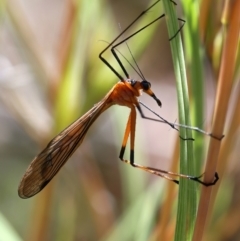 Harpobittacus australis (Hangingfly) at Stromlo, ACT - 16 Nov 2021 by jb2602