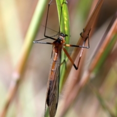 Harpobittacus australis at Stromlo, ACT - 16 Nov 2021