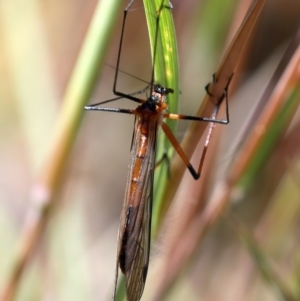 Harpobittacus australis at Stromlo, ACT - 16 Nov 2021