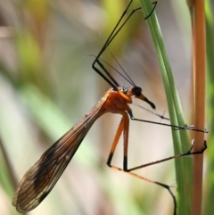 Harpobittacus australis at Stromlo, ACT - 16 Nov 2021