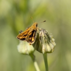 Ocybadistes walkeri (Green Grass-dart) at Lower Molonglo - 3 Nov 2021 by SWishart