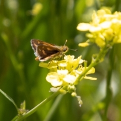 Taractrocera papyria (White-banded Grass-dart) at Stromlo, ACT - 3 Nov 2021 by SWishart