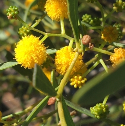 Acacia ligulata (Sandhill Wattle, Small Cooba) at Tibooburra, NSW - 1 Jul 2021 by NedJohnston