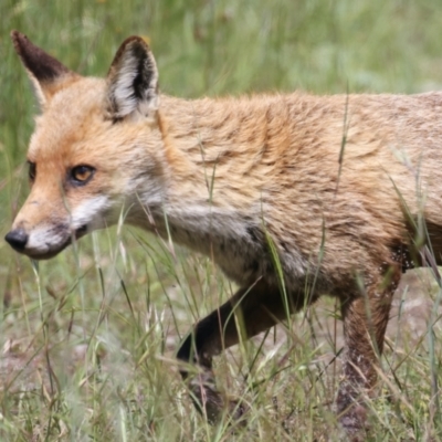 Vulpes vulpes (Red Fox) at Molonglo Valley, ACT - 15 Nov 2021 by jb2602