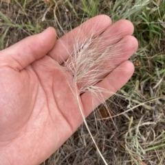 Aristida behriana (Bunch Wiregrass) at Queanbeyan West, ACT - 19 Nov 2021 by MattM