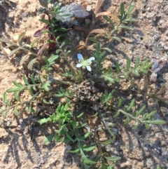 Unidentified Plant at Tibooburra, NSW - 1 Jul 2021 by NedJohnston