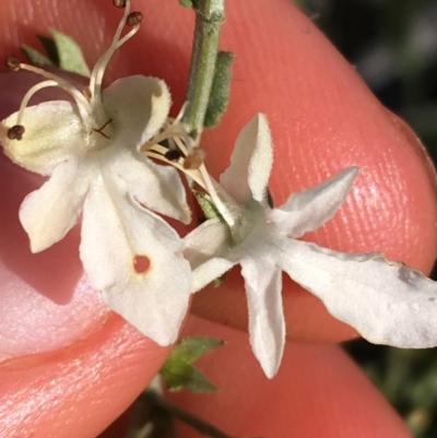 Teucrium racemosum (Grey Germander) at Tibooburra, NSW - 1 Jul 2021 by NedJohnston