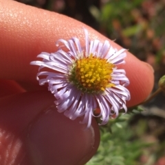 Unidentified Daisy at Tibooburra, NSW - 1 Jul 2021 by NedJohnston