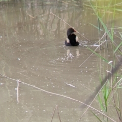 Gallinula tenebrosa (Dusky Moorhen) at Narrandera, NSW - 19 Nov 2021 by Darcy