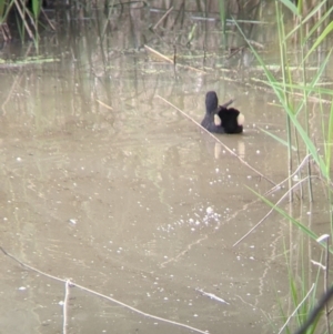 Gallinula tenebrosa at Narrandera, NSW - 19 Nov 2021