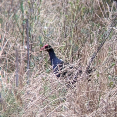 Porphyrio melanotus (Australasian Swamphen) at Narrandera, NSW - 19 Nov 2021 by Darcy