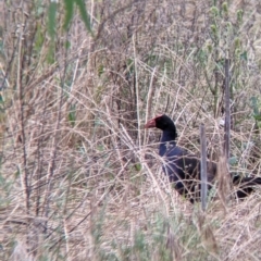 Porphyrio melanotus at Narrandera, NSW - 19 Nov 2021