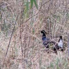 Porphyrio melanotus at Narrandera, NSW - 19 Nov 2021