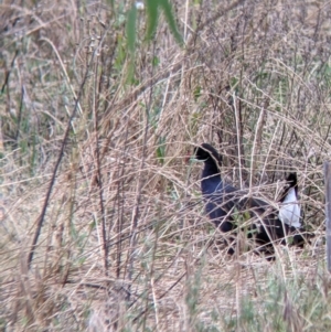 Porphyrio melanotus at Narrandera, NSW - 19 Nov 2021