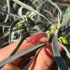 Eremophila longifolia (Weeping Emubush) at Tibooburra, NSW - 1 Jul 2021 by NedJohnston