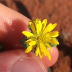 Unidentified Daisy at Tibooburra, NSW - 1 Jul 2021 by Ned_Johnston