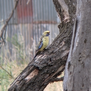 Platycercus elegans flaveolus at Narrandera, NSW - 19 Nov 2021