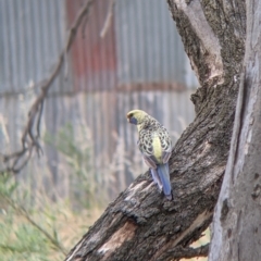 Platycercus elegans flaveolus at Narrandera, NSW - 19 Nov 2021