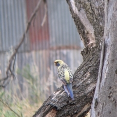 Platycercus elegans flaveolus at Narrandera, NSW - 19 Nov 2021