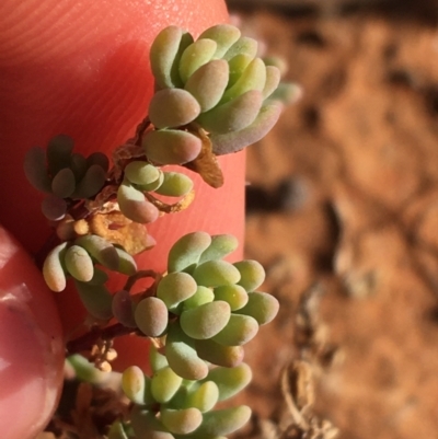 Unidentified Plant at Tibooburra, NSW - 1 Jul 2021 by Ned_Johnston