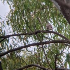 Philemon citreogularis at Narrandera, NSW - 19 Nov 2021