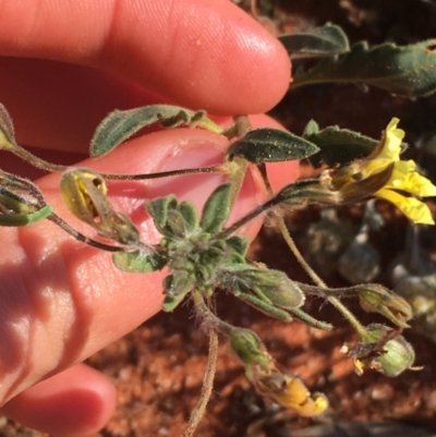 Goodenia sp. (Goodenia) at Tibooburra, NSW - 1 Jul 2021 by NedJohnston