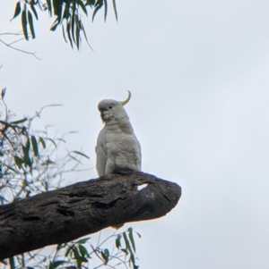 Cacatua galerita at Narrandera, NSW - 19 Nov 2021